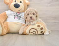 5 week old Cockapoo Puppy For Sale - Simply Southern Pups