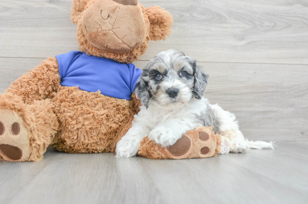 8 week old Cockapoo Puppy For Sale - Simply Southern Pups