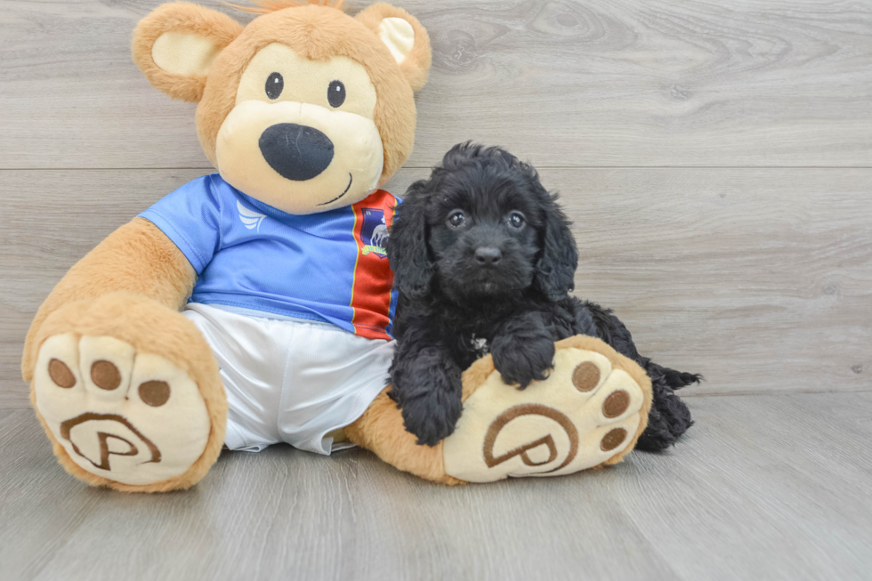 Popular Cockapoo Poodle Mix Pup