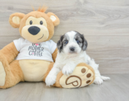 6 week old Cockapoo Puppy For Sale - Simply Southern Pups