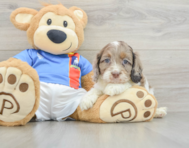 6 week old Cockapoo Puppy For Sale - Simply Southern Pups