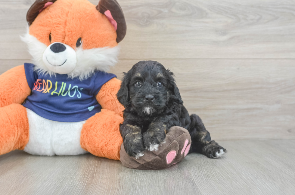 5 week old Cockapoo Puppy For Sale - Simply Southern Pups