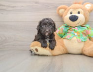 5 week old Cockapoo Puppy For Sale - Simply Southern Pups