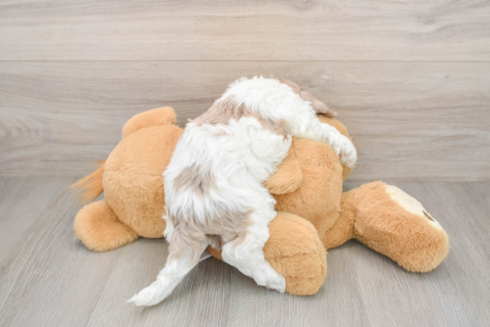 Happy Cockapoo Baby