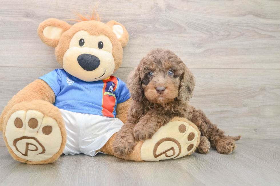 Friendly Cockapoo Baby
