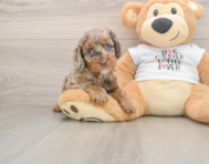 6 week old Cockapoo Puppy For Sale - Simply Southern Pups