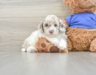 6 week old Cockapoo Puppy For Sale - Simply Southern Pups