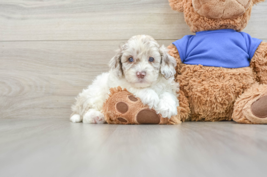 Happy Cockapoo Baby