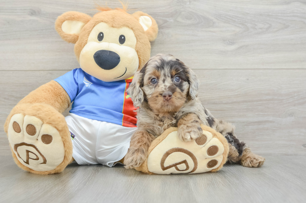 6 week old Cockapoo Puppy For Sale - Simply Southern Pups