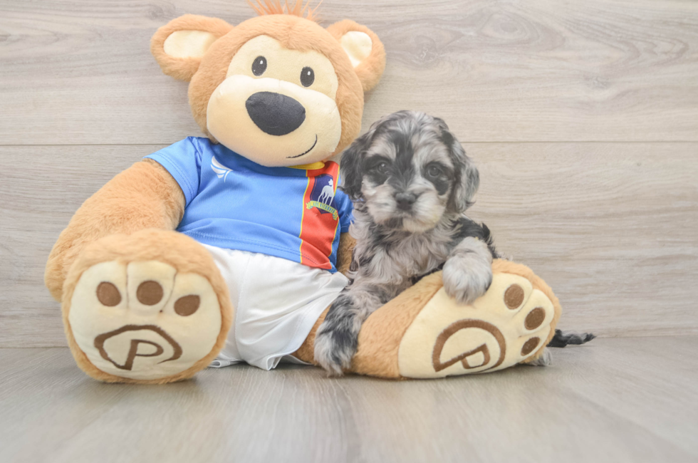 5 week old Cockapoo Puppy For Sale - Simply Southern Pups