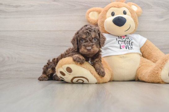 Cute Cockapoo Baby
