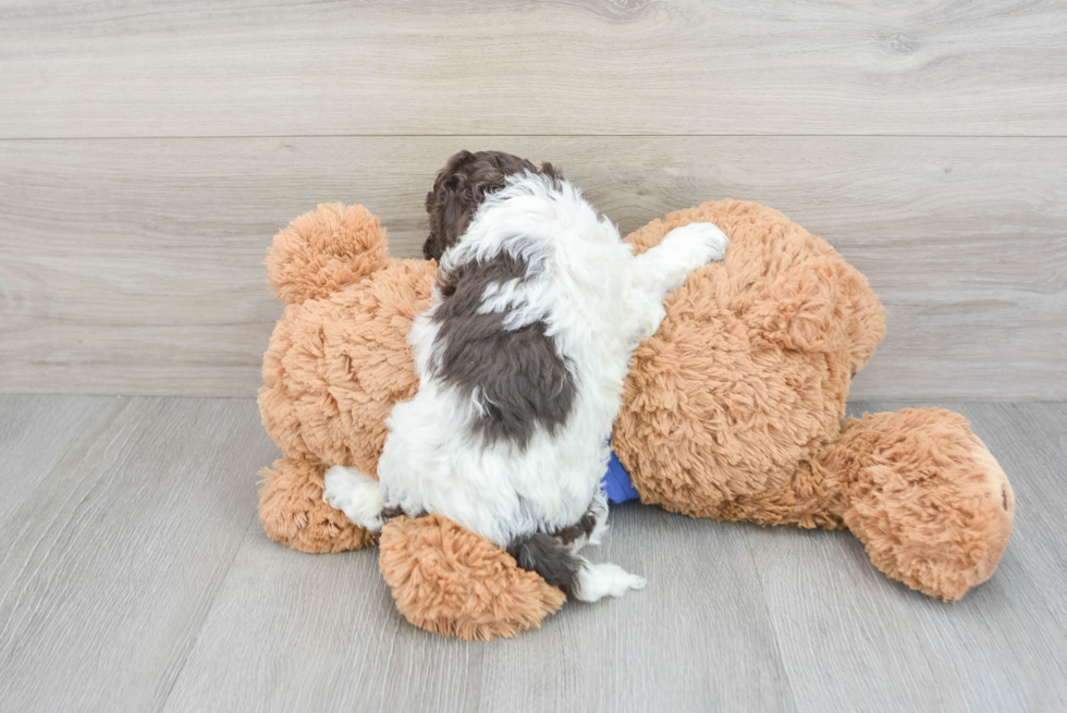 Friendly Cockapoo Baby