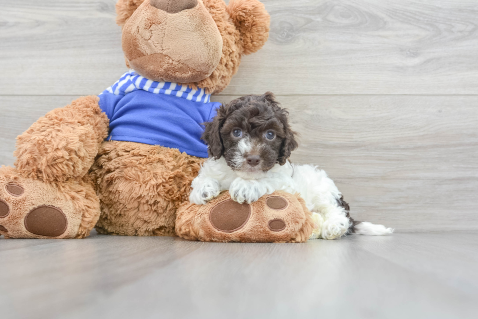 Adorable Cockerpoo Poodle Mix Puppy