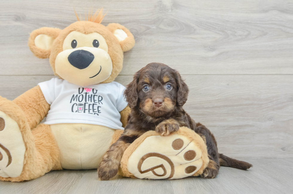 6 week old Cockapoo Puppy For Sale - Simply Southern Pups