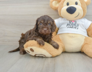 7 week old Cockapoo Puppy For Sale - Simply Southern Pups