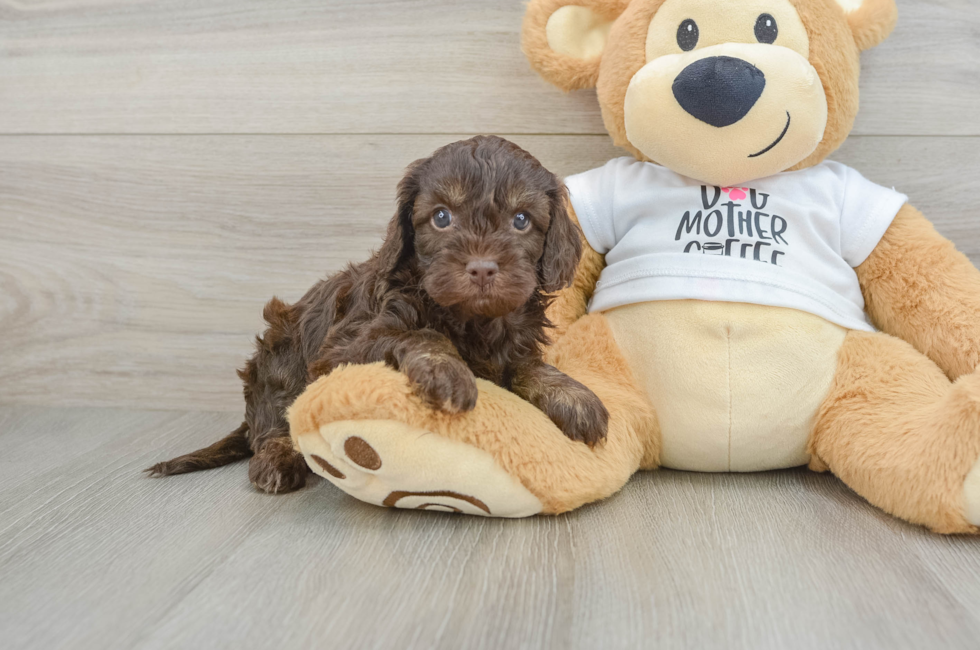 5 week old Cockapoo Puppy For Sale - Simply Southern Pups