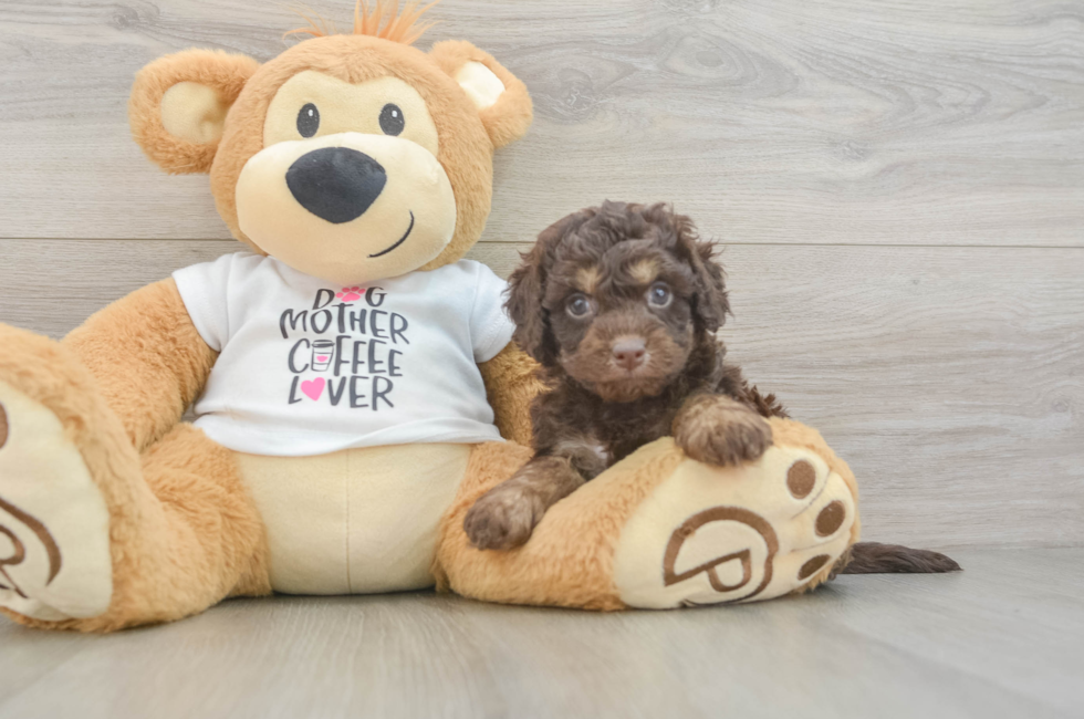 5 week old Cockapoo Puppy For Sale - Simply Southern Pups