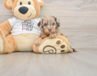 8 week old Cockapoo Puppy For Sale - Simply Southern Pups