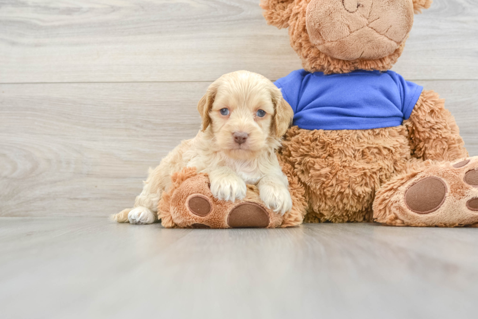 Cute Cockapoo Baby