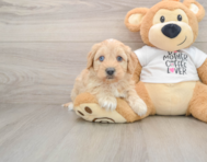 5 week old Cockapoo Puppy For Sale - Simply Southern Pups