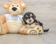 5 week old Cockapoo Puppy For Sale - Simply Southern Pups