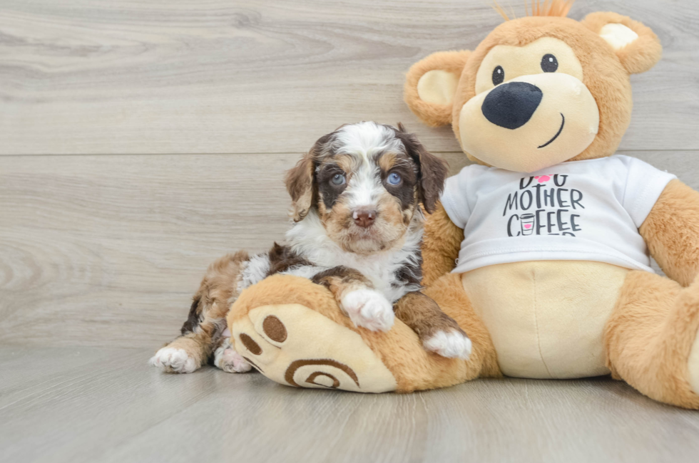6 week old Cockapoo Puppy For Sale - Simply Southern Pups