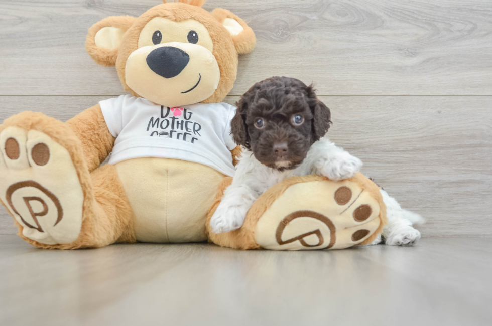 5 week old Cockapoo Puppy For Sale - Simply Southern Pups