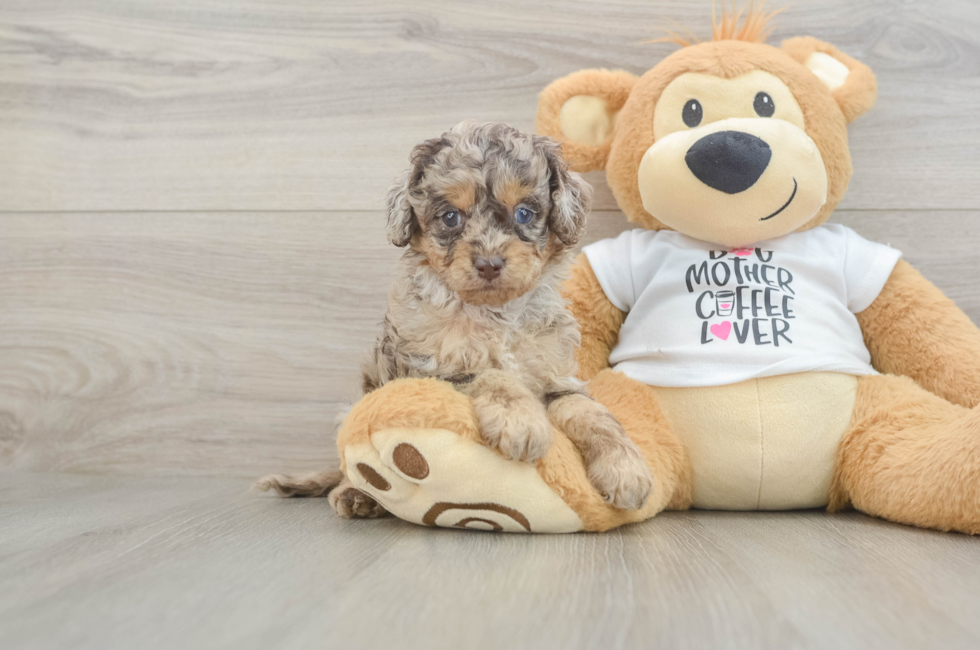 5 week old Cockapoo Puppy For Sale - Simply Southern Pups