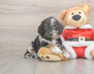 7 week old Cockapoo Puppy For Sale - Simply Southern Pups