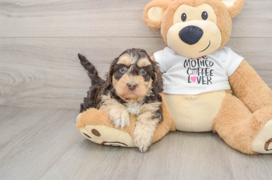 Cockapoo Puppy for Adoption