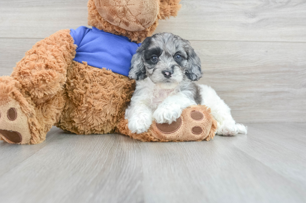 7 week old Cockapoo Puppy For Sale - Simply Southern Pups