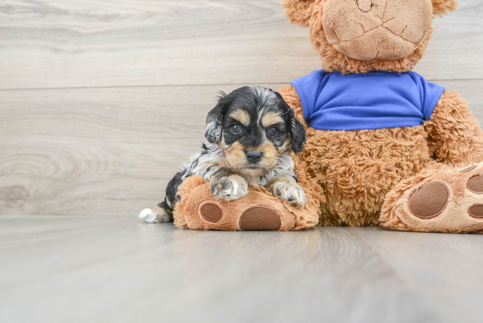 Friendly Cockapoo Baby