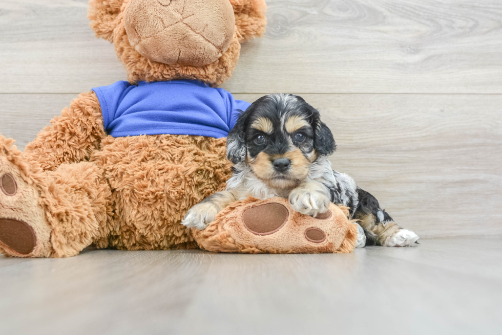 Cockapoo Pup Being Cute