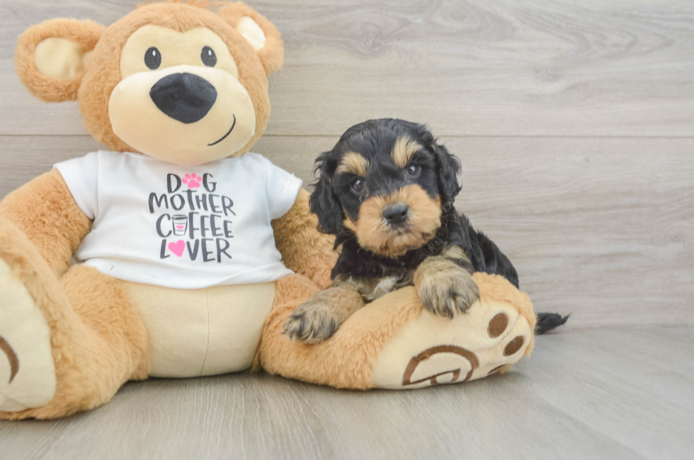 5 week old Cockapoo Puppy For Sale - Simply Southern Pups