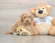 5 week old Cockapoo Puppy For Sale - Simply Southern Pups