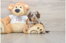 Best Cockapoo Baby