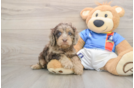 Popular Cockapoo Poodle Mix Pup
