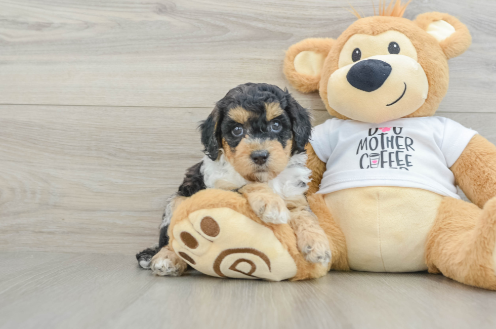 6 week old Cockapoo Puppy For Sale - Simply Southern Pups