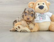 7 week old Cockapoo Puppy For Sale - Simply Southern Pups
