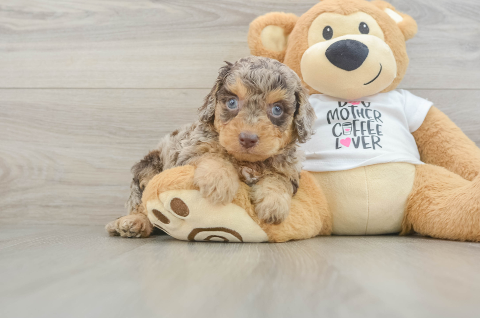 5 week old Cockapoo Puppy For Sale - Simply Southern Pups
