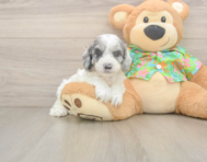 7 week old Cockapoo Puppy For Sale - Simply Southern Pups
