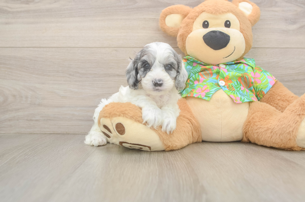 7 week old Cockapoo Puppy For Sale - Simply Southern Pups