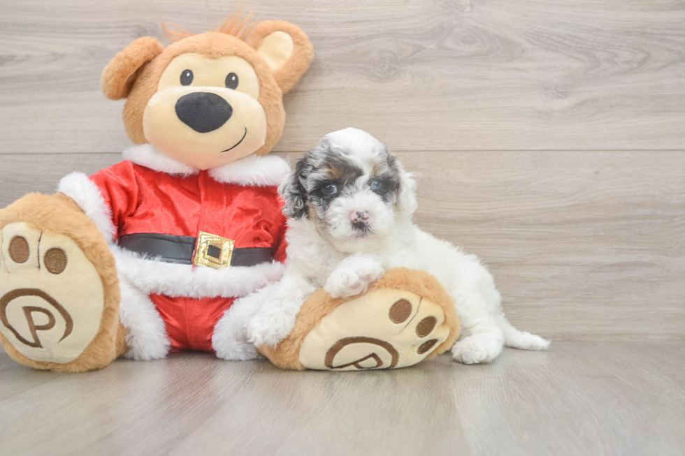 Cockapoo Puppy for Adoption