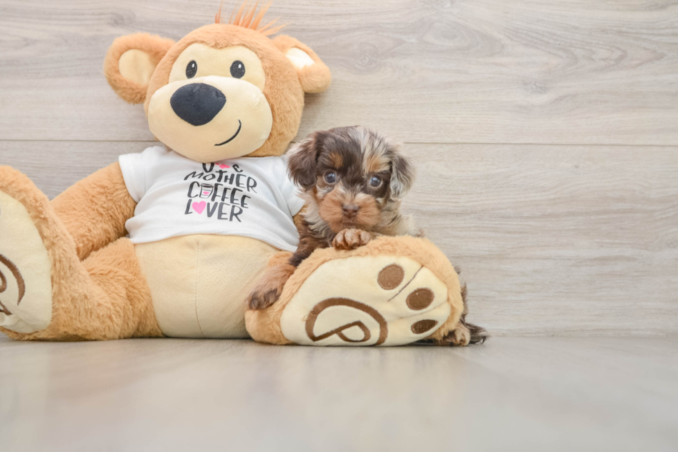Best Cockapoo Baby