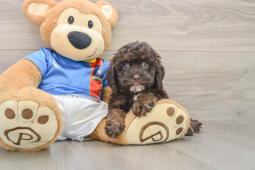 Popular Cockapoo Poodle Mix Pup