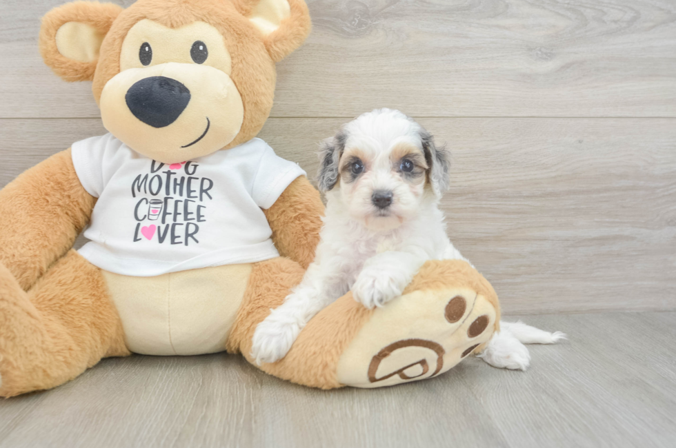 5 week old Cockapoo Puppy For Sale - Simply Southern Pups
