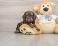 8 week old Cockapoo Puppy For Sale - Simply Southern Pups
