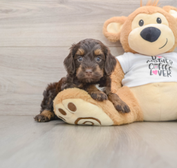 8 week old Cockapoo Puppy For Sale - Simply Southern Pups