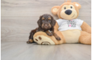 Cockapoo Pup Being Cute