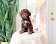 9 week old Cockapoo Puppy For Sale - Simply Southern Pups
